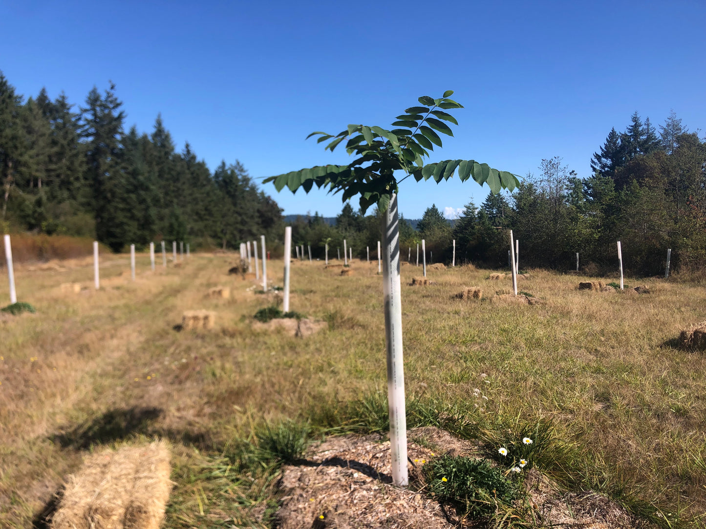 Seedling Walnut Trees