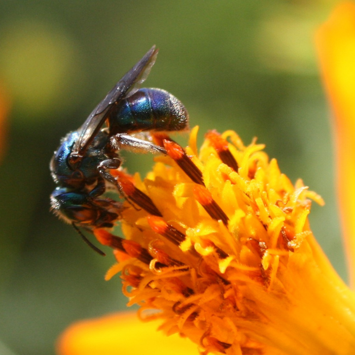 Tango Cosmos