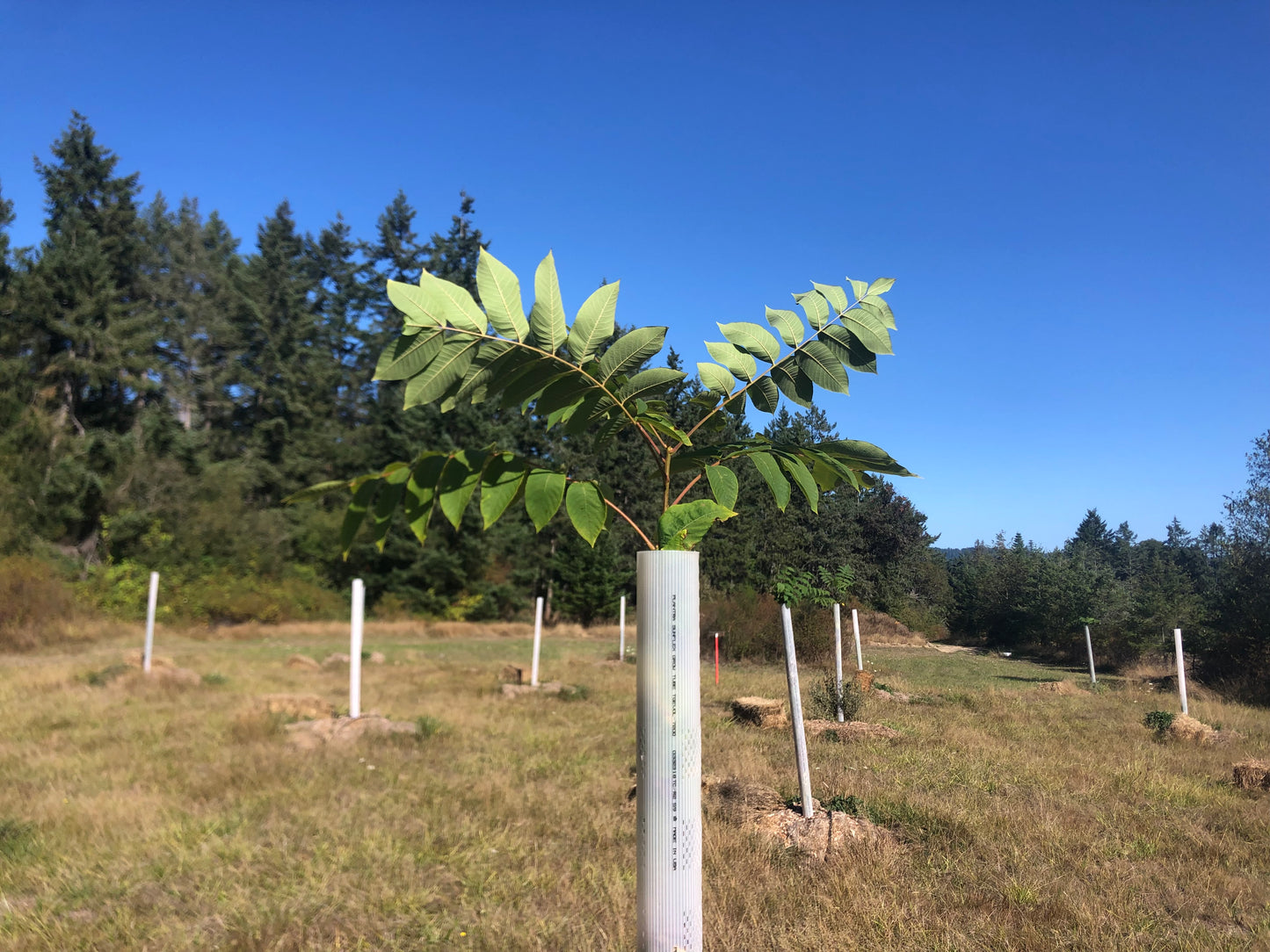 Seedling Walnut Trees