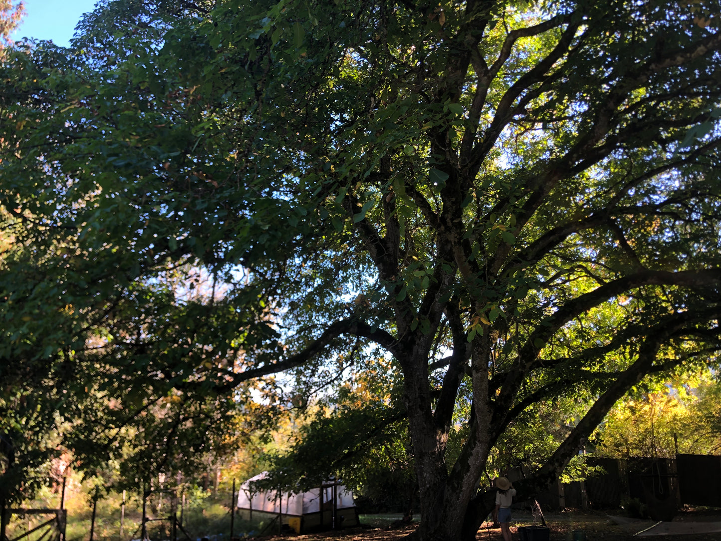 Seedling Walnut Trees
