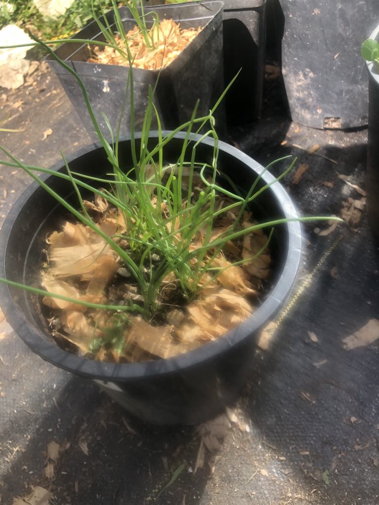 Garlic Chives