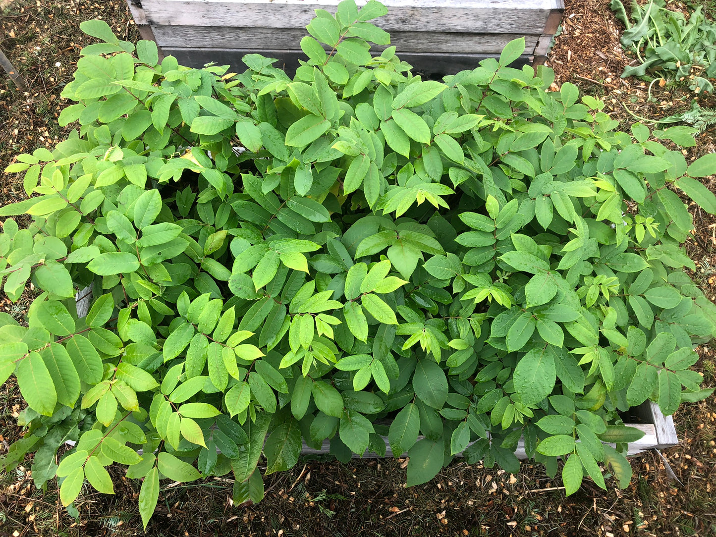 Seedling Walnut Trees