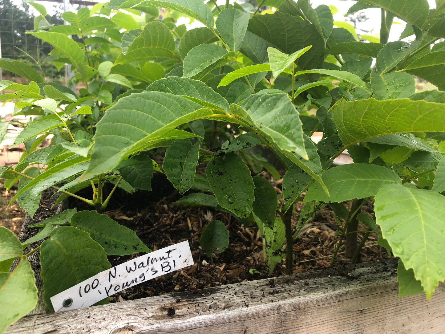 Seedling Walnut Trees