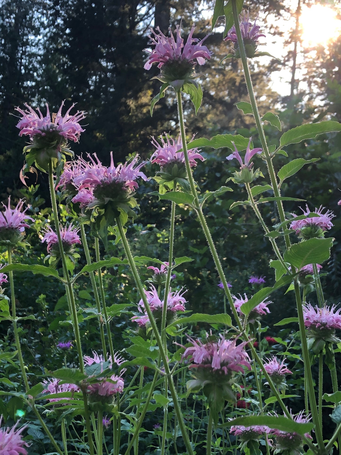 Bee Balm