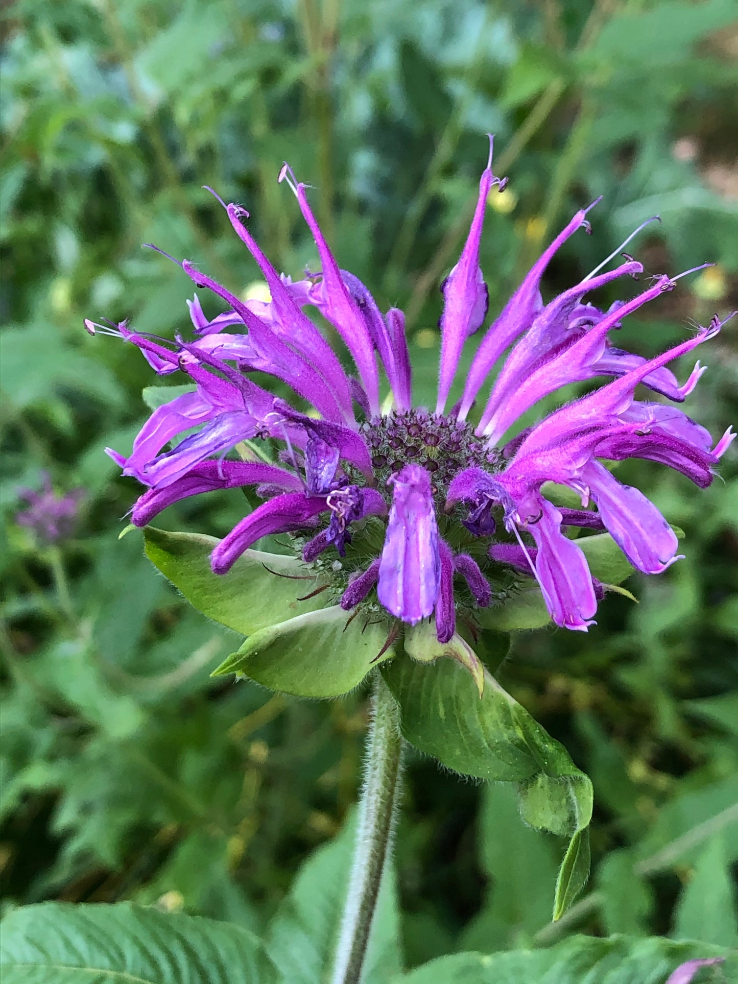 Bee Balm