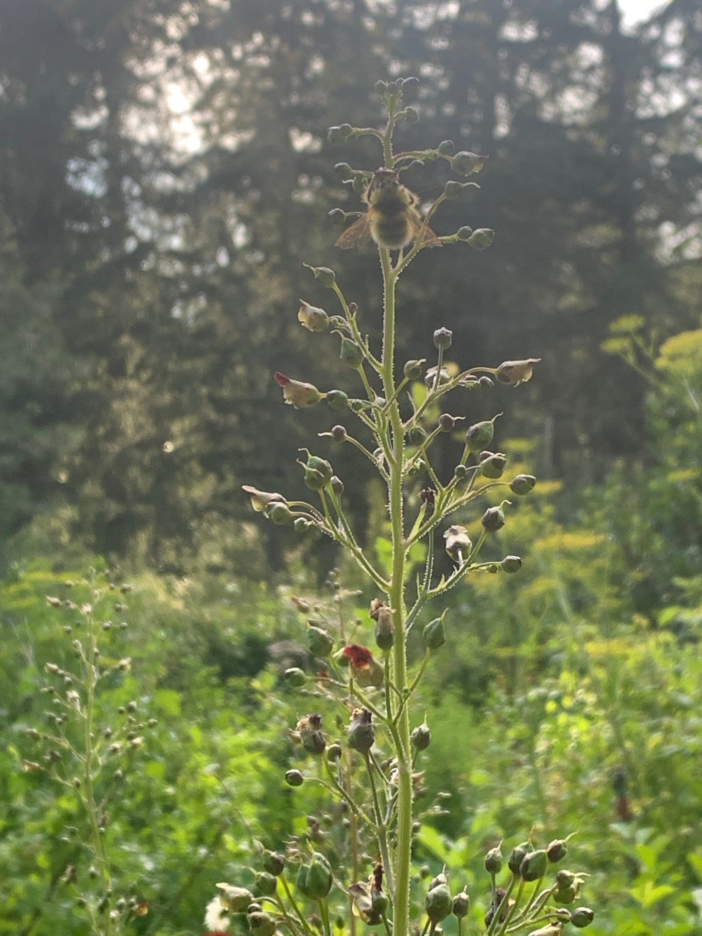Figwort