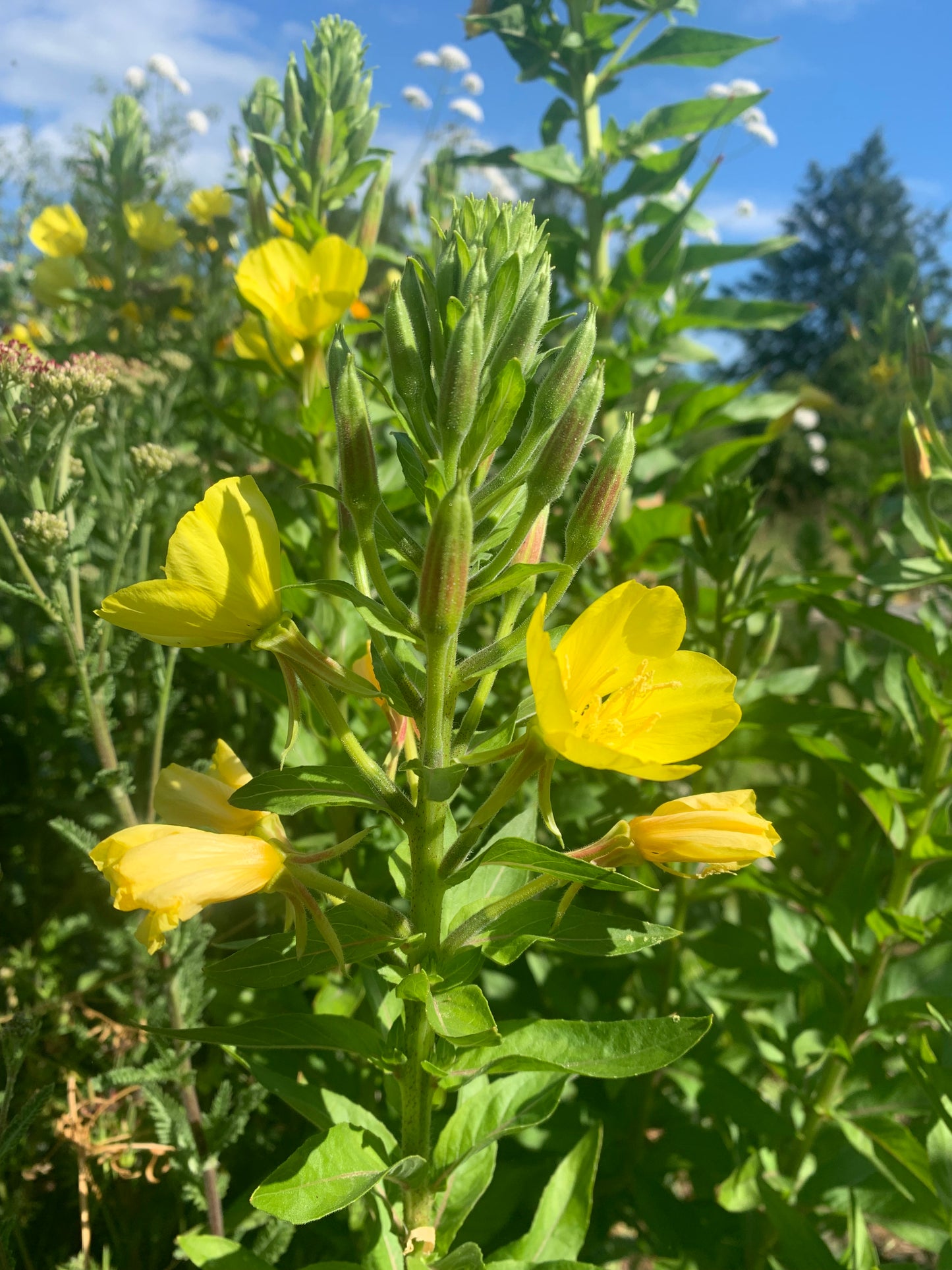 Evening Primrose