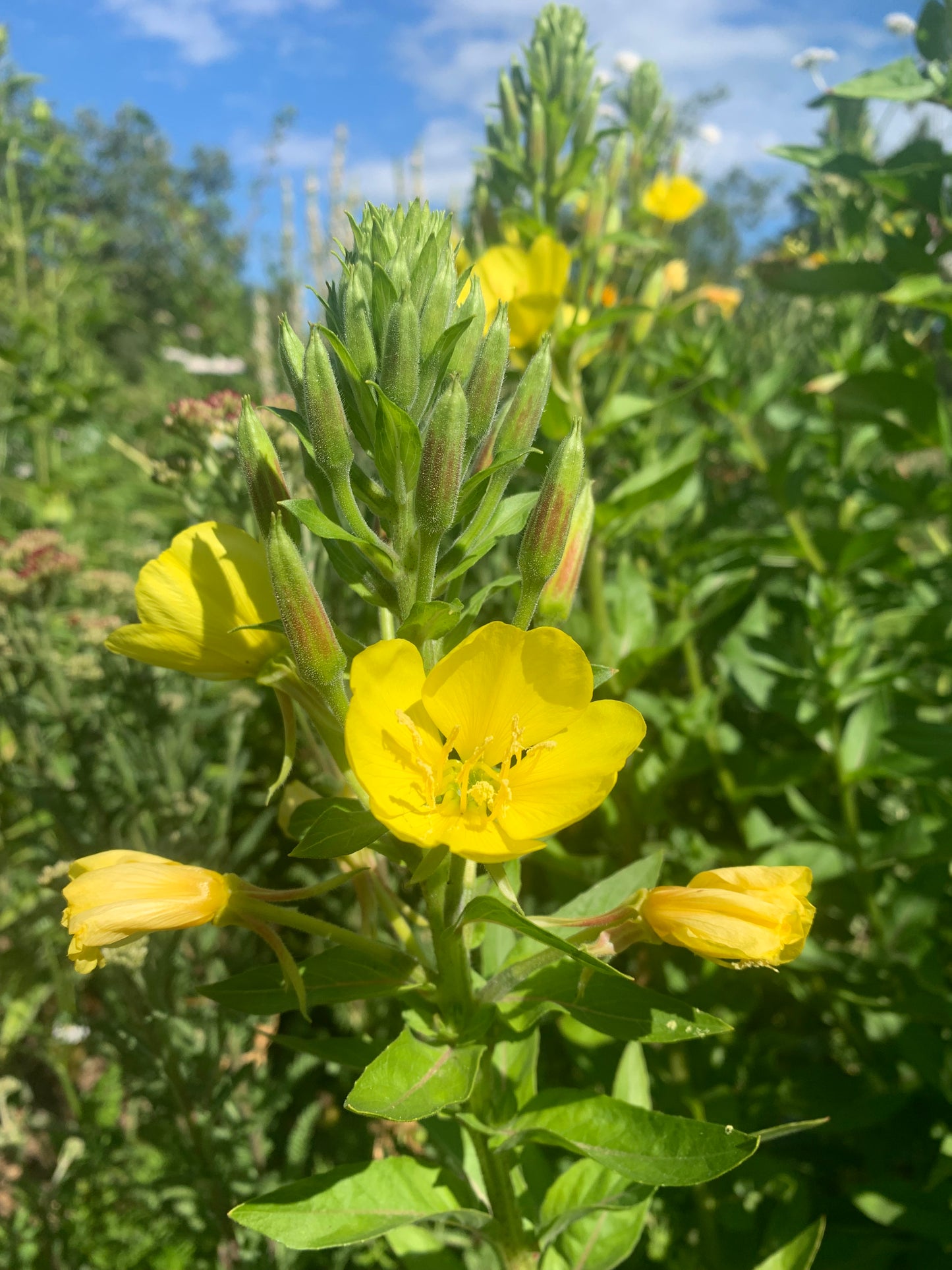 Evening Primrose