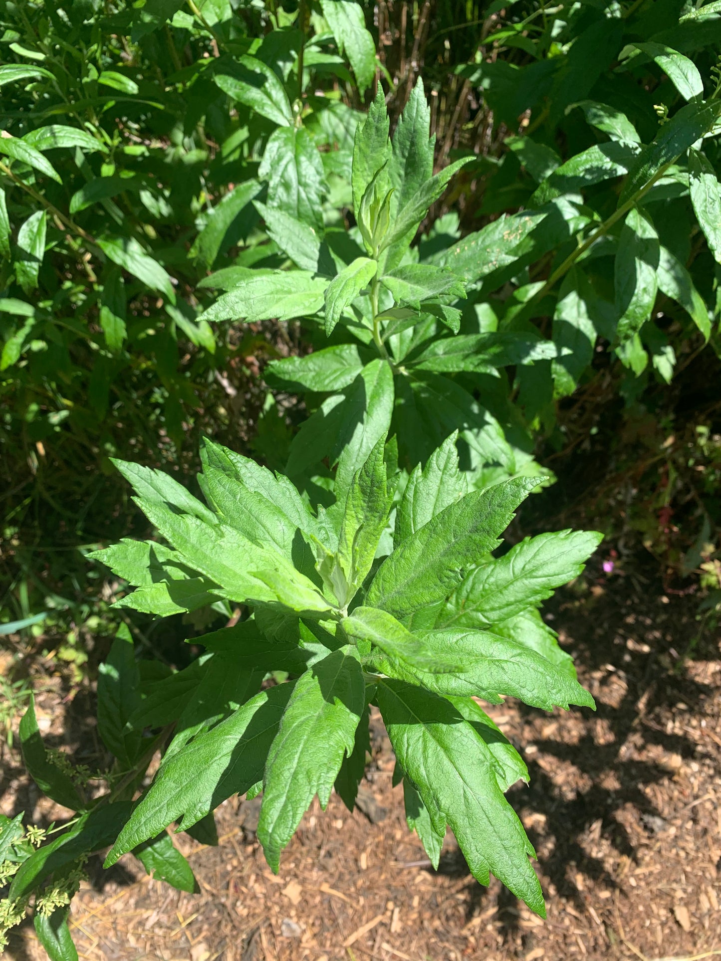 Coastal Mugwort