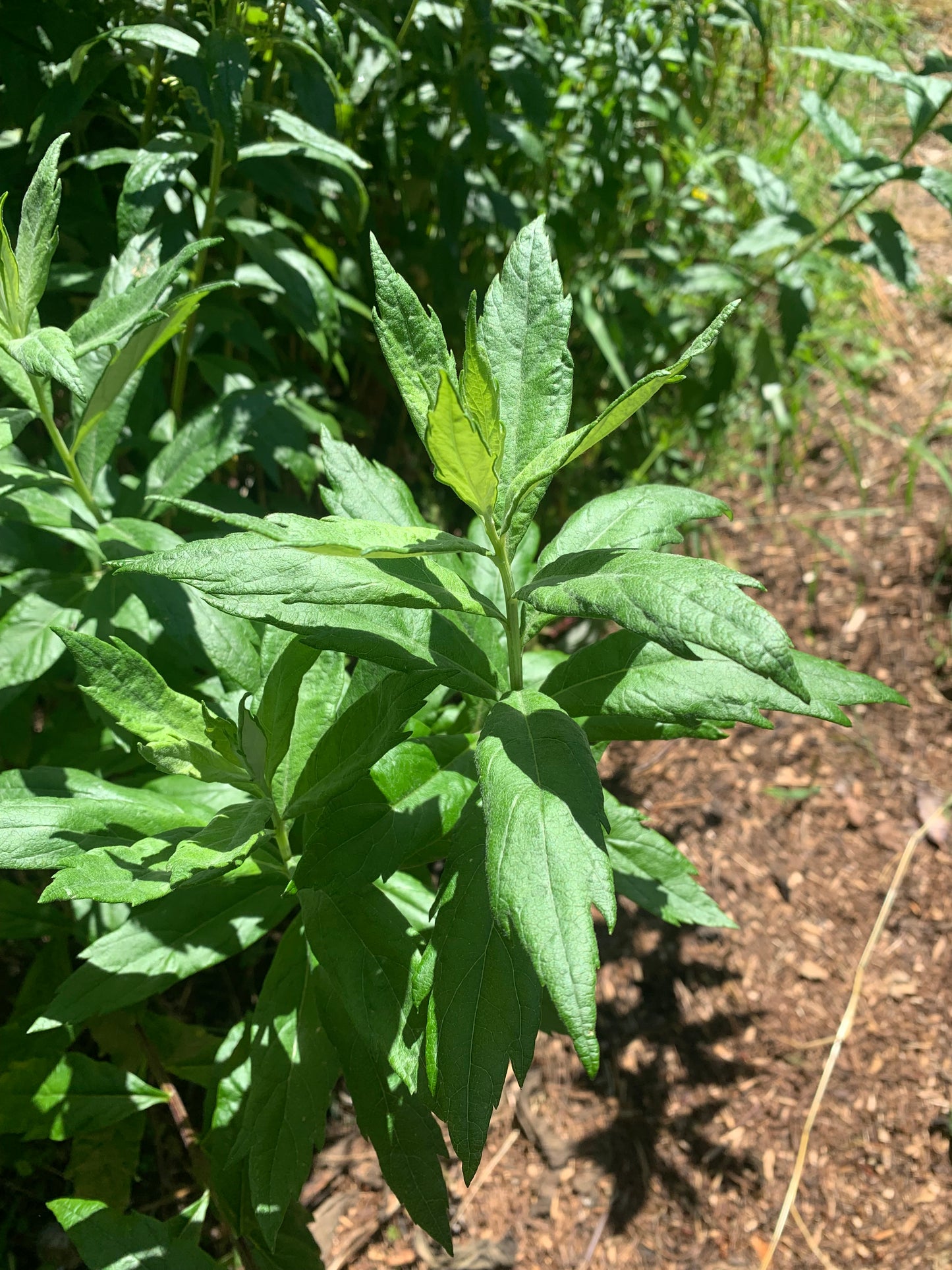 Coastal Mugwort