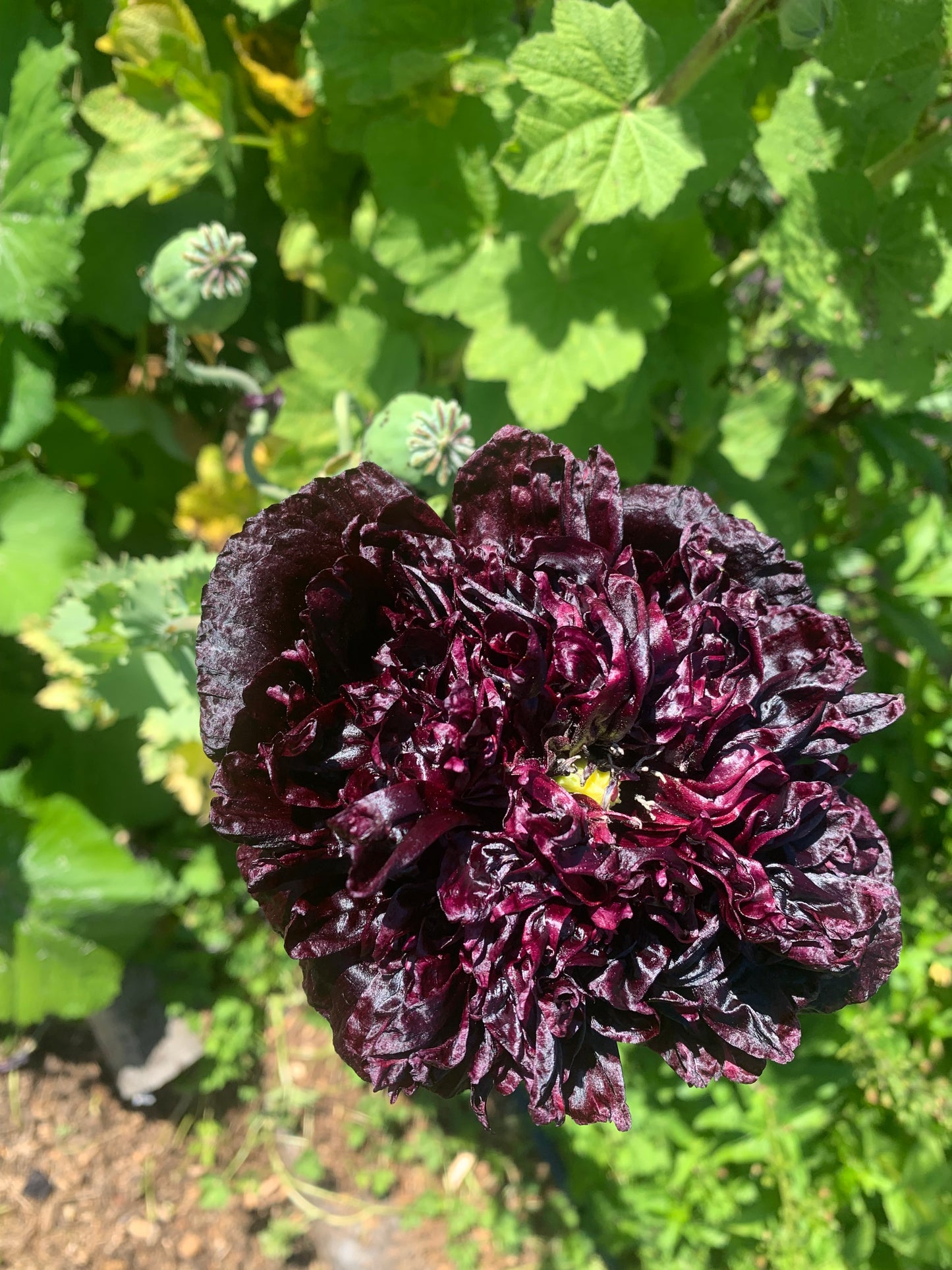 Purple Poppy