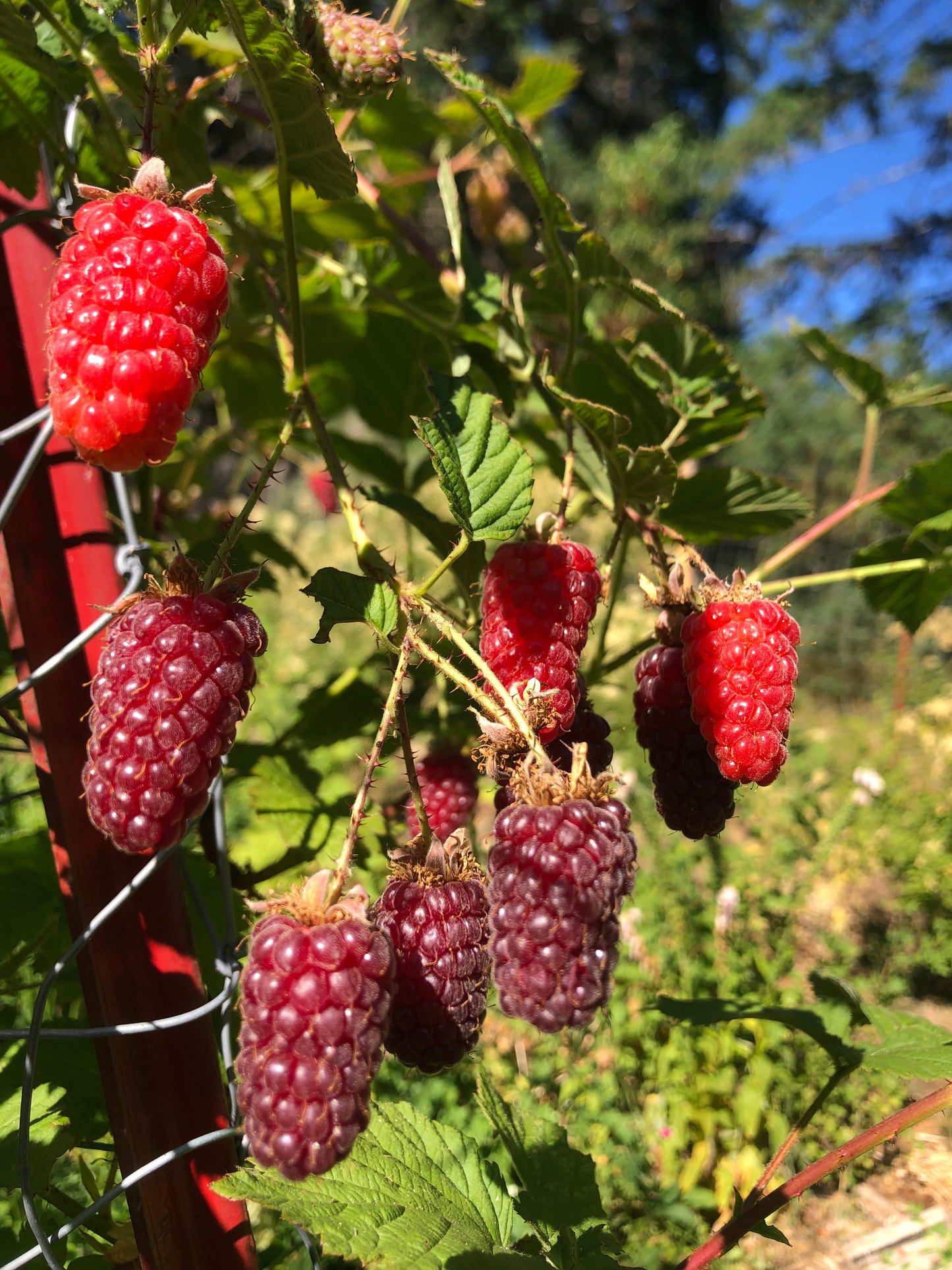 Tayberry