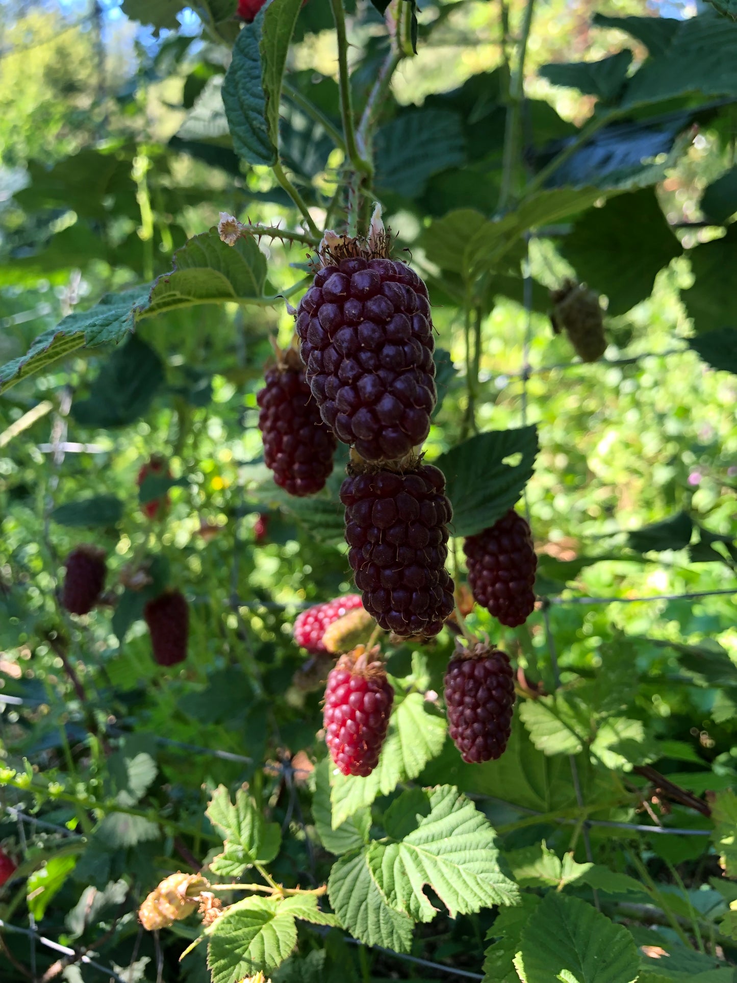Tayberry