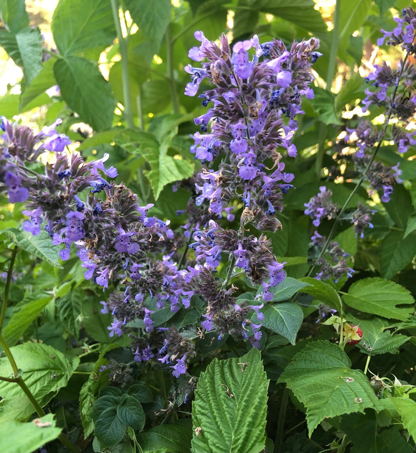 Catnip