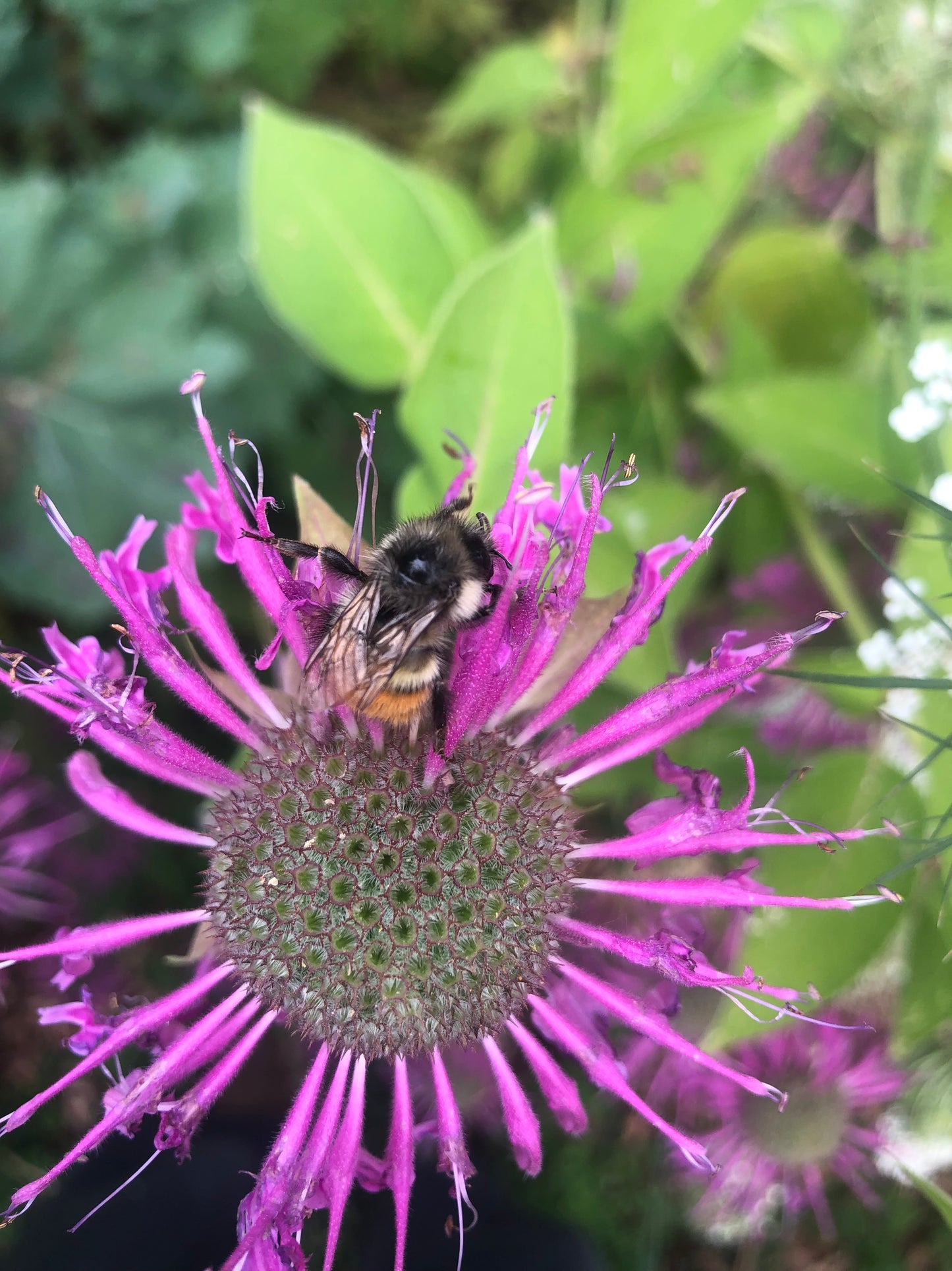 Bee Balm