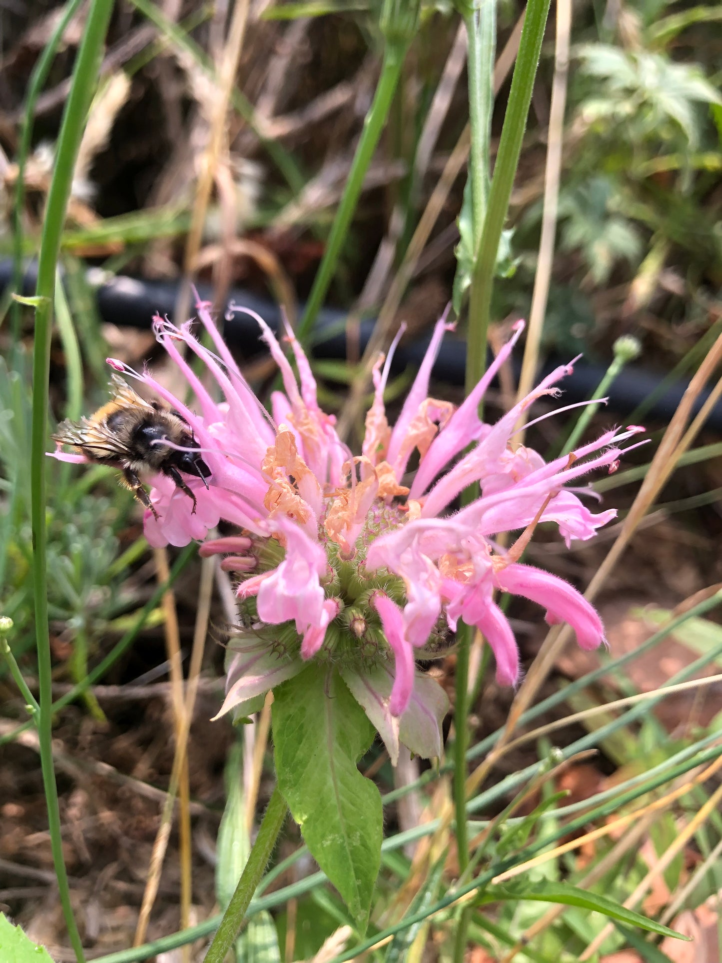 Bee Balm