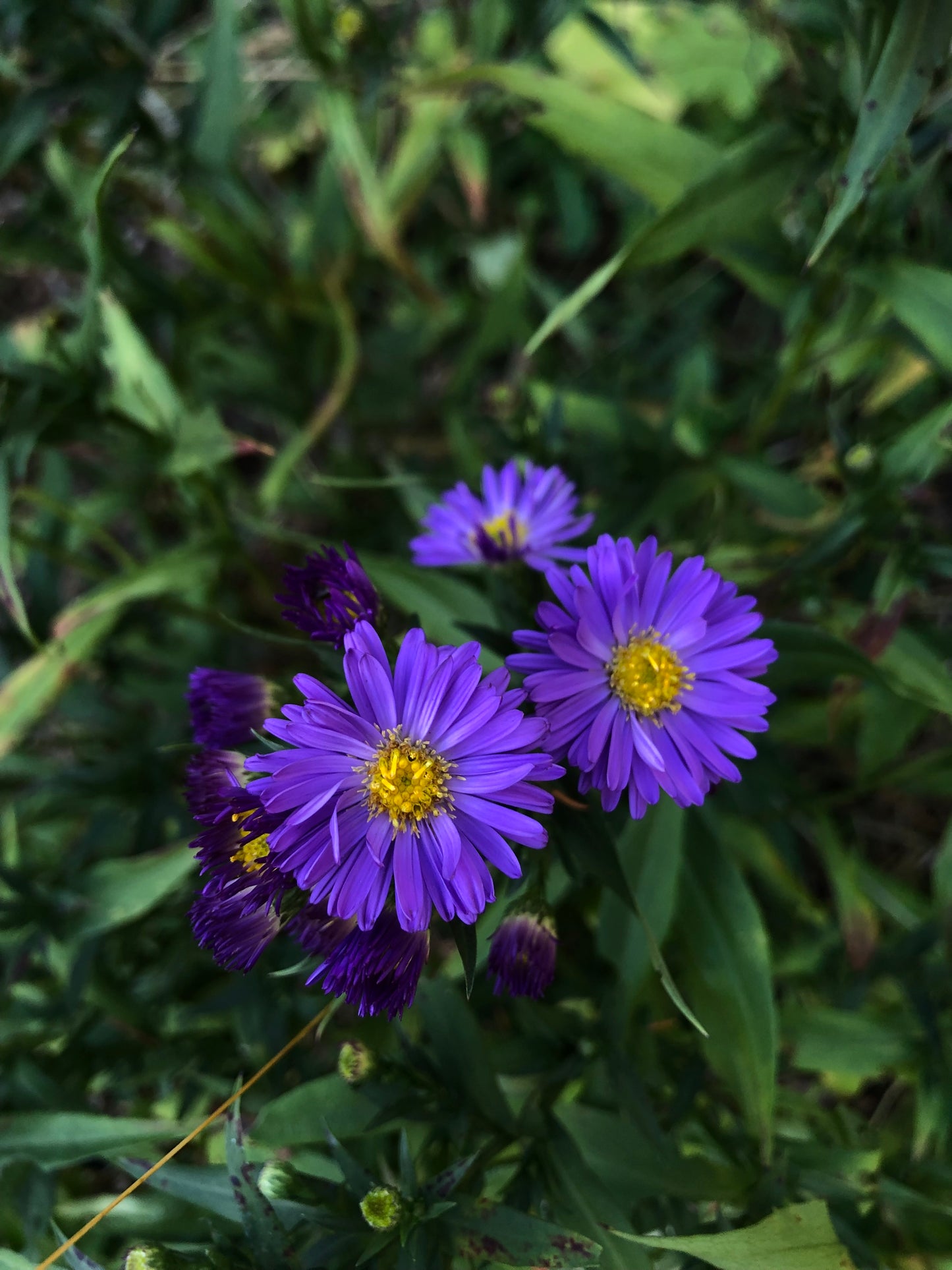 Aster