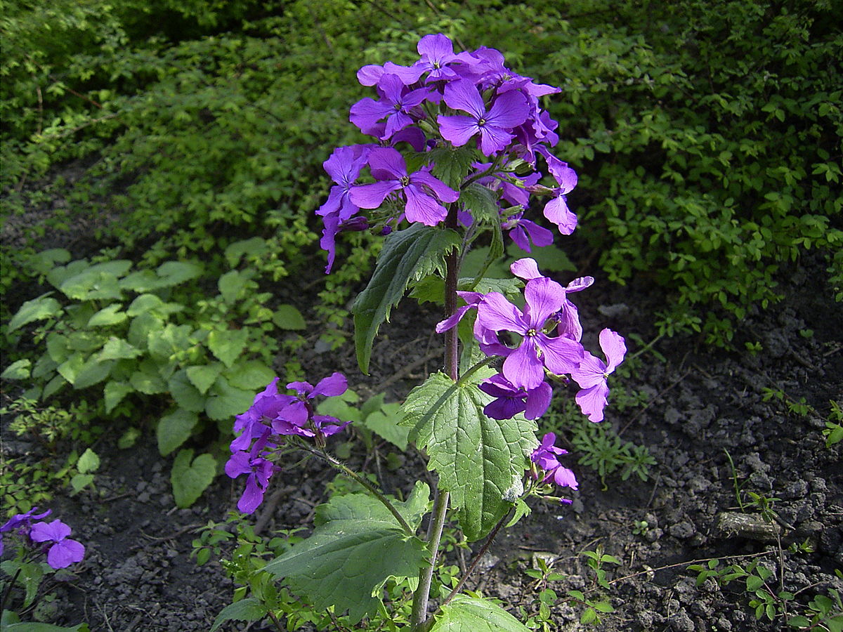 Money Plant