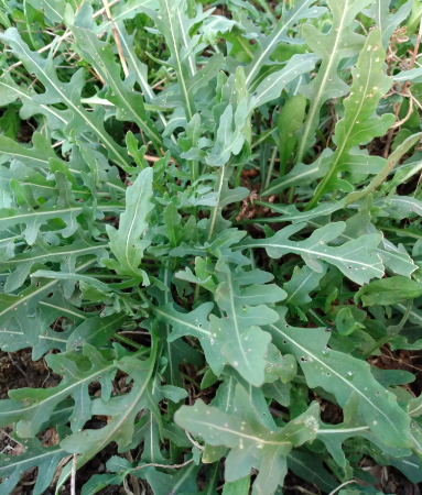 Sylvetta Arugula