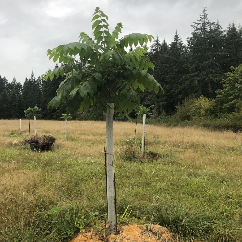 Seedling Walnut Trees