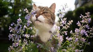 Catnip