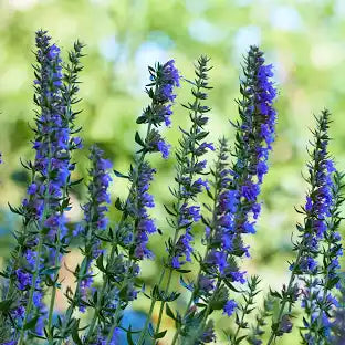 Hyssop