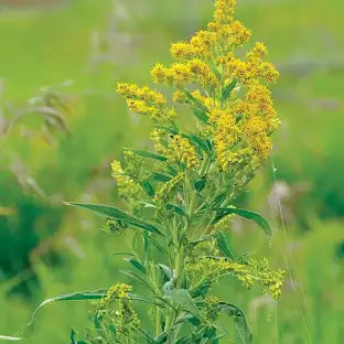 Canada Goldenrod