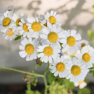 Chamomile
