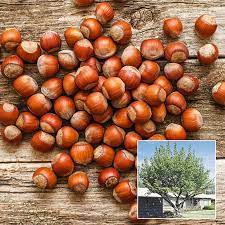 Hazelnut Trees