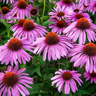 Echinacea