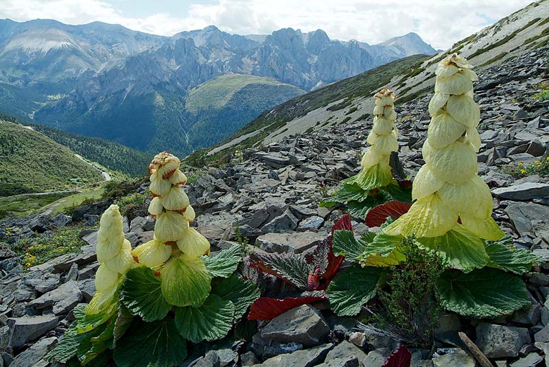 Himalayan Rhubarb