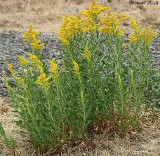 Canada Goldenrod