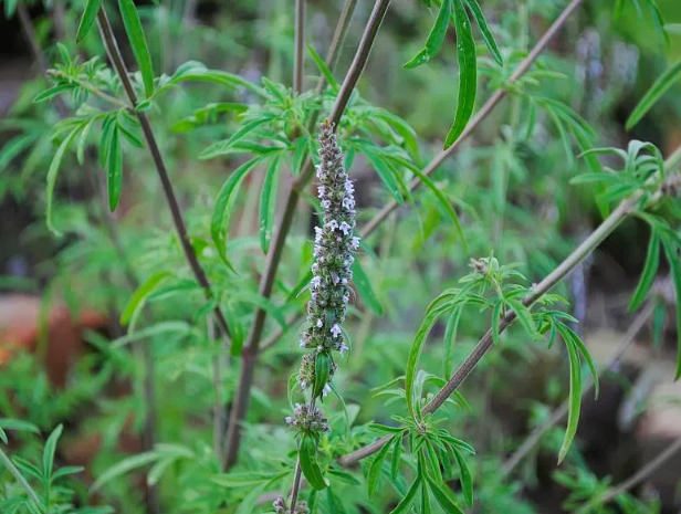 Japanese Catnip