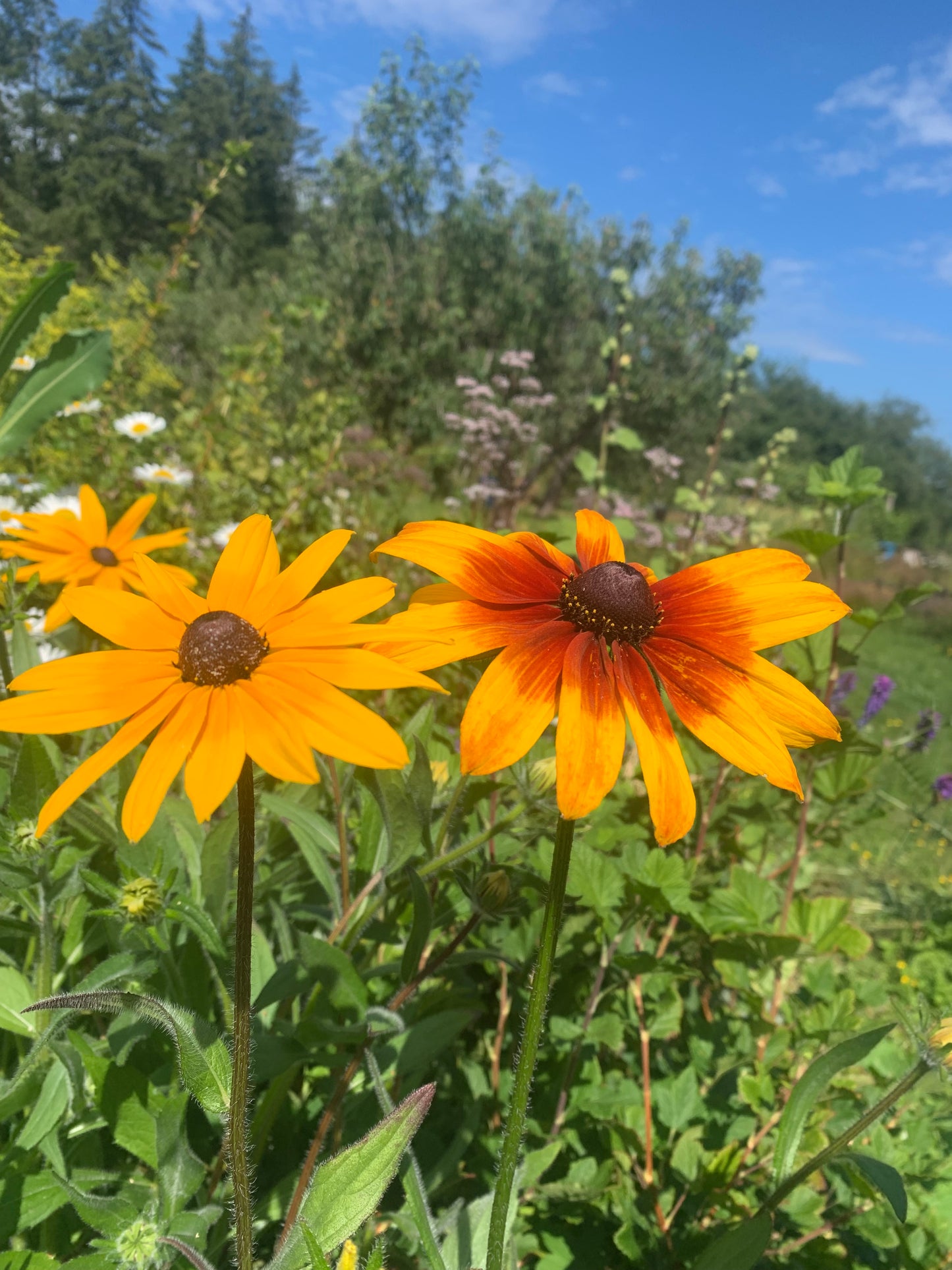 Rudbeckia