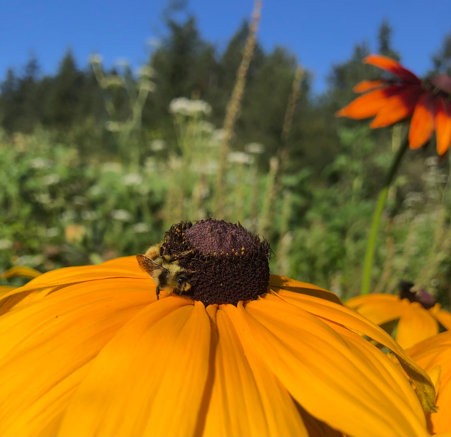 Rudbeckia