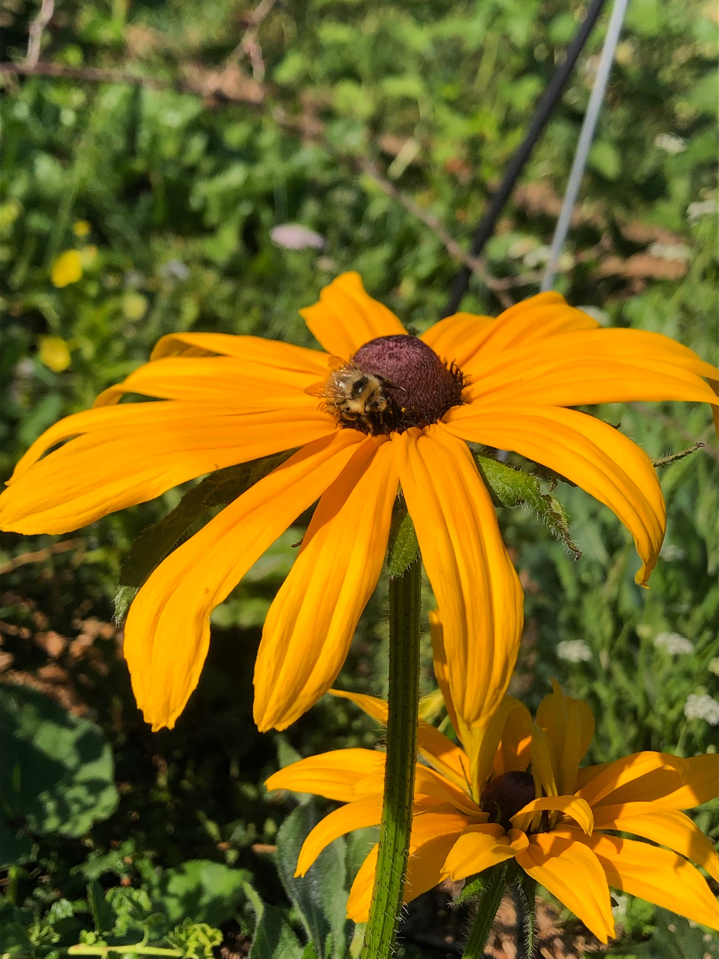 Rudbeckia