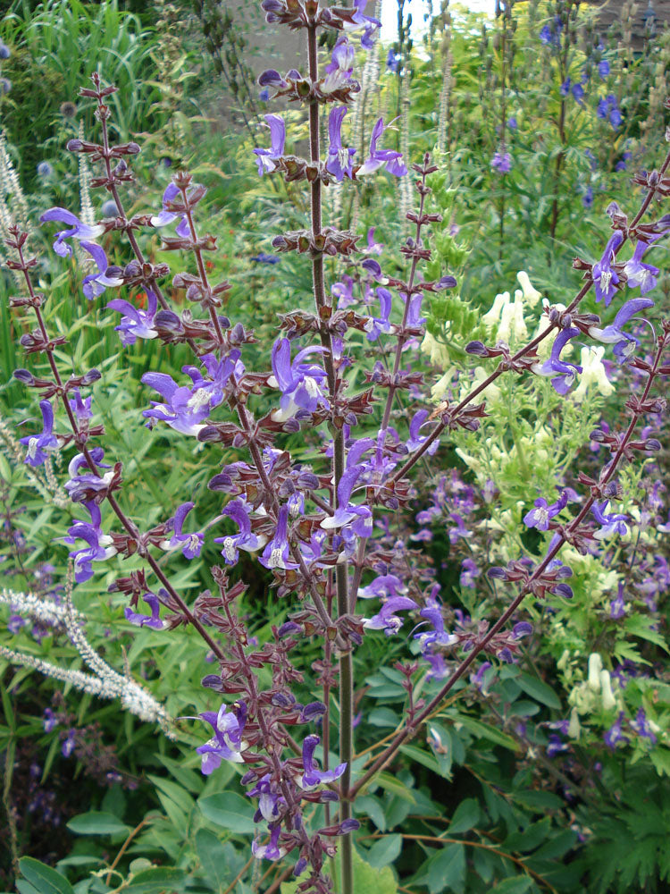 Salvia Forskaohlei