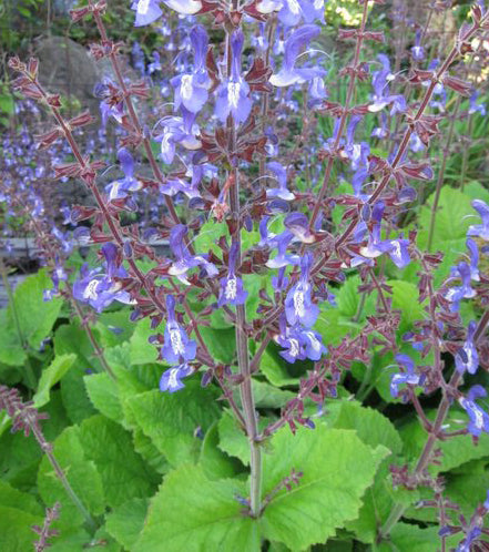 Salvia Forskaohlei