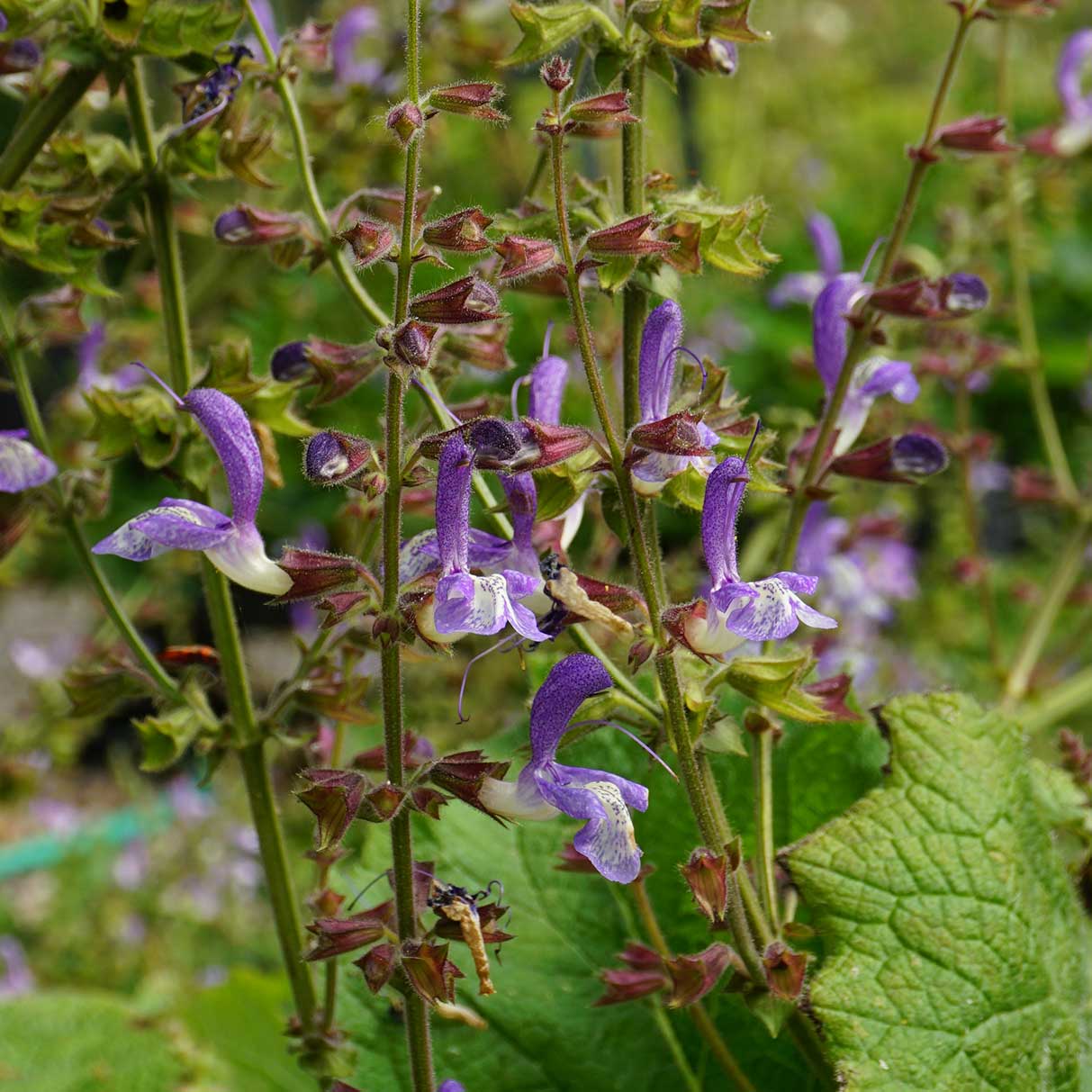 Salvia Forskaohlei