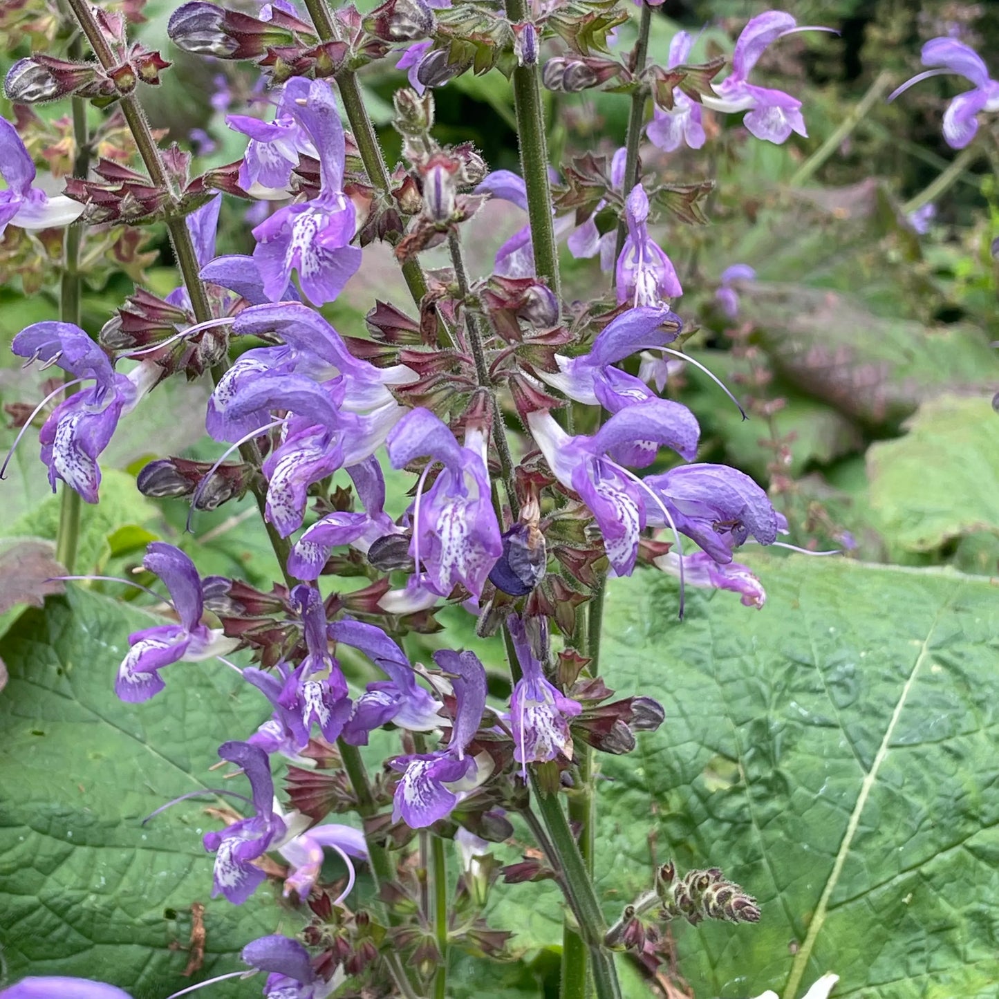Salvia Forskaohlei