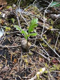 Garry Oak Trees